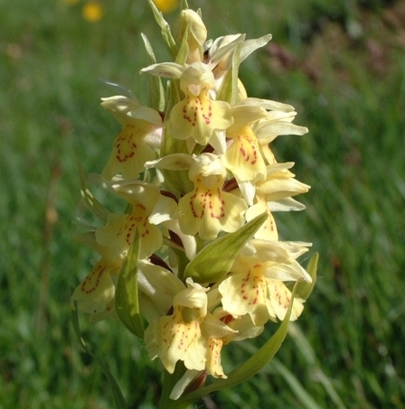 Dactylorhiza sambucina